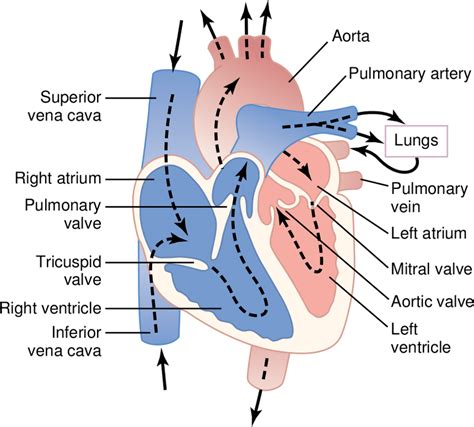 1: Structure of the heart. Blood flow through the chambers and heart ...