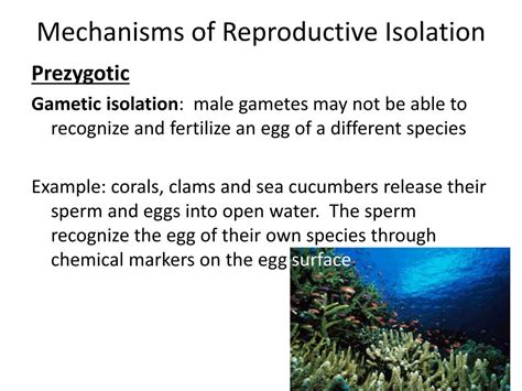 PPT - Speciation PowerPoint Presentation, free download - ID:1641302