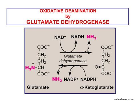 The Oxidative Deamination of Amino Acids docx - D. Lamees - Muhadharaty