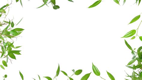 leaf border for powerpoint - Clip Art Library