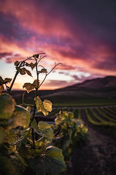 Farm Land during Sunset · Free Stock Photo