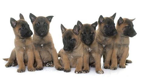 Is this a Malinois puppy? - Page 2 - AR15.COM