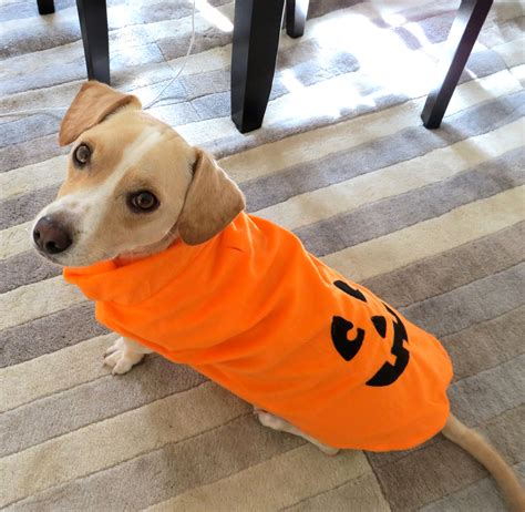 3 Most Important Halloween Safety Tips for Dogs