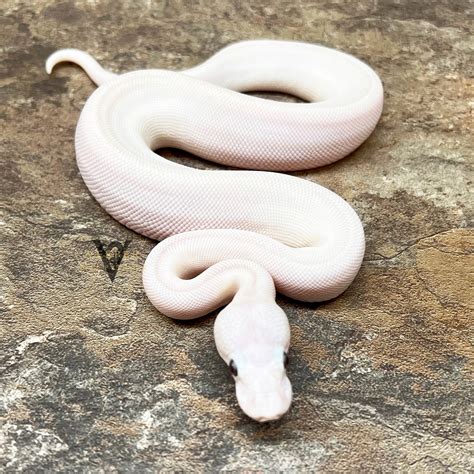 Super Lesser Blue Eyed Lucy Ball Python by Vesper Ball Pythons ...