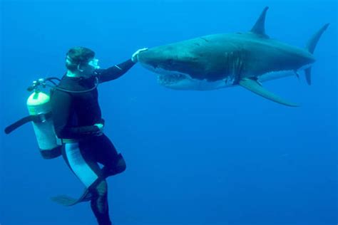 The incredible moment diver STROKES a huge great white SHARK | Nature ...