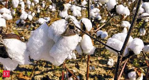 cotton production: India's cotton production to increase by 15% in 2022 ...