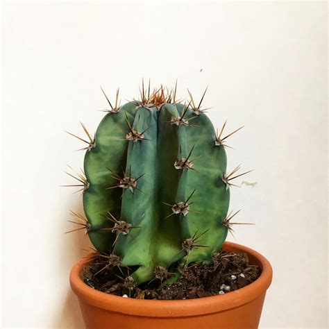 Baby cactus via @pb.houseplants | Cactus, Cactus plants, Baby cactus