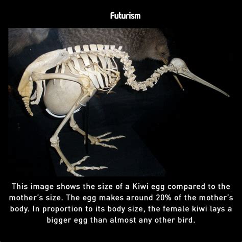 Kiwi Bird Egg Size Comparison