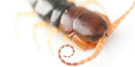 Centipede Venom Tops Morphine | The Scientist Magazine®