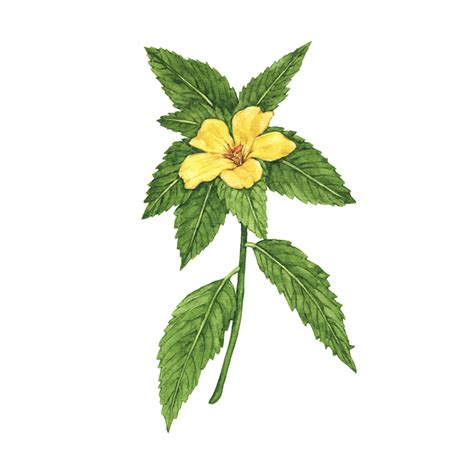 DAMIANA | Medicinal Plant Index.