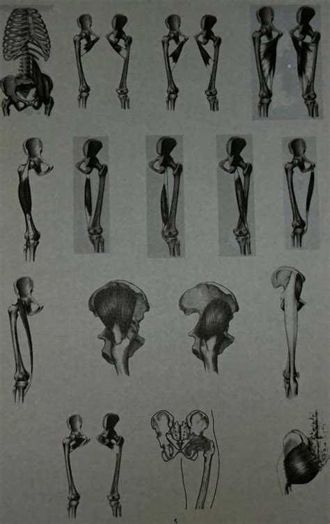 Hip Joint Muscles Diagram | Quizlet