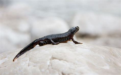 Newts as Pets - an Introduction to their Care and Feeding | Newt ...