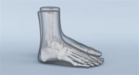 3d foot anatomy model