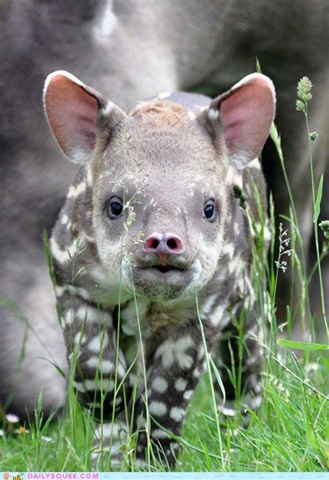 Baby tapir | Cute baby animals, Cute animals, Animals wild