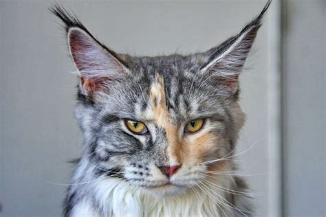 Maine Coon Cat Breed Information & Characteristics | Daily Paws