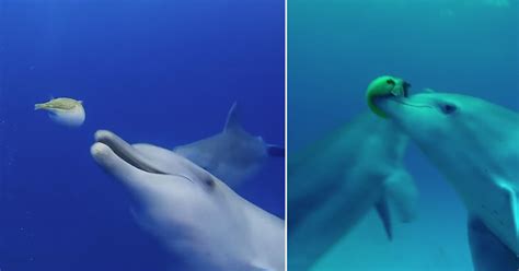 Dolphins enjoy Intoxicating Feeling when Playing with Pufferfish at tip ...