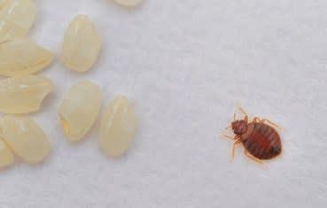 Inspiration 40 of Scabies Eggs On Mattress | e-learningperspectives