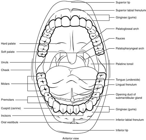 Diagram Of The Human Mouth