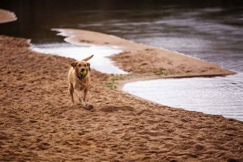 Dog Friendly Scotland Holidays - Caravan Sleeps