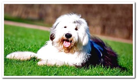 English Bobtail - All About Breed - Dogsis