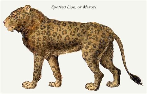 Hybrid Lion Leopard