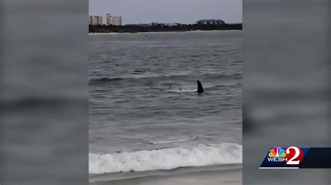 Why New Smyrna Beach has so many shark attacks