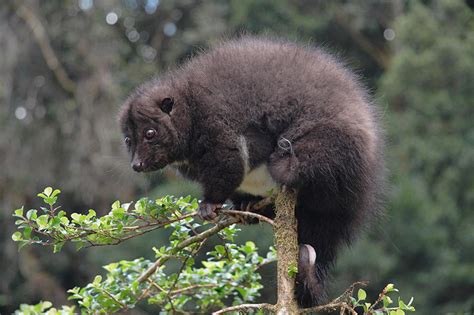 Wildlife of Papua New Guinea - Woodland Park Zoo Seattle WA