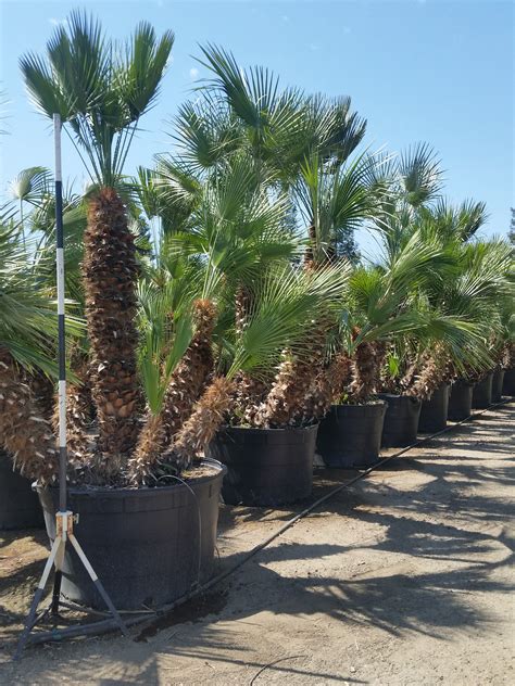 Chamaerops humilis - Mediterranean Fan Palm - Mid Valley Trees