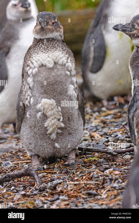 Baby Magellanic Penguin Molting on a Nesting Island in Tierra del Fuego ...