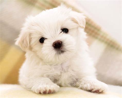 Cute Pets Wallpapers - Wallpaper Cave