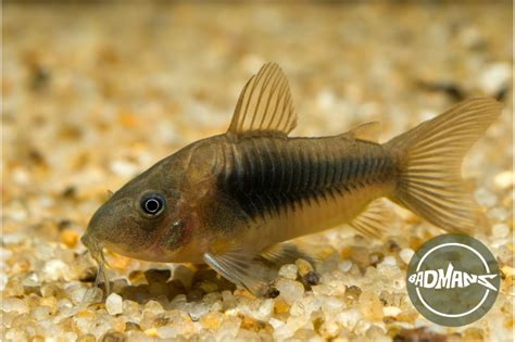 Pregnant Cory Catfish: Caring And Breeding The Corydoras Fish Species ...