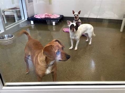 Adorable dogs at Sacramento Co. shelter want to go home with you