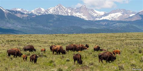 Colorado Wildlife and Where to Find Them