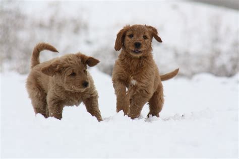 Cute Puppies Playing In Snow - Pictures Of Animals 2016