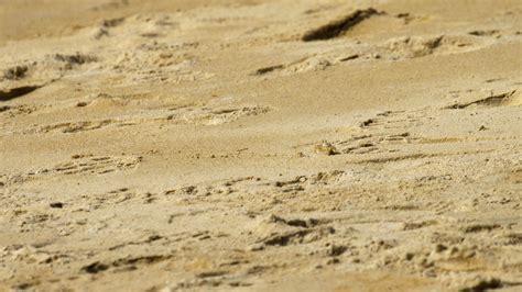 A ghost crab digging sand to make a hole on the beach 13530525 Stock ...