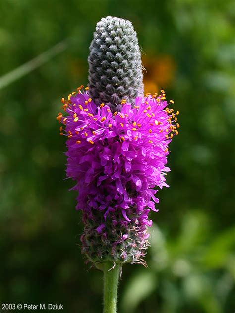 Dalea purpurea (Purple Prairie Clover): Minnesota Wildflowers