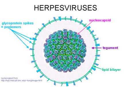 DNA Virus Replication