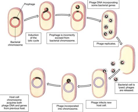 Knowledge Class: Bacterial Gene Transfer: Transduction, Transformation ...