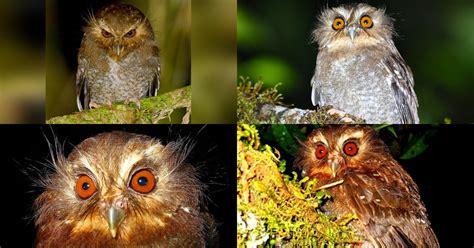 Long-whiskered Owlet (Xenoglaux loweryi) - Information, Pictures ...