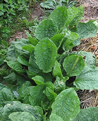 Pax on both houses: Broadleaf Plantain Is A Wild Edible Plant: Abundant ...