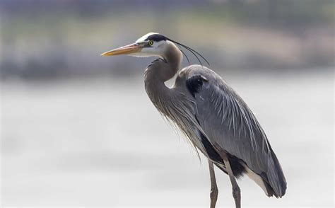 The great blue heron towers above other water birds