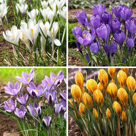 Spring Delight Crocus Bulb Collection | High Country Gardens