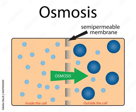 illustration of biology and chemistry, Osmosis, Diagram showing details ...