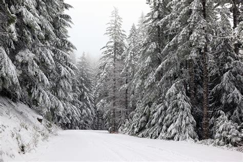 Mt Hood National Forest Winter by Davealan