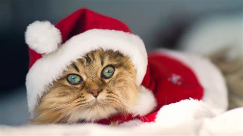 Cute Christmas Cat HD desktop wallpaper : Widescreen : High Definition ...