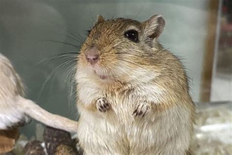 Gerbil Breeding: A Complete Guide To Breeding Gerbils