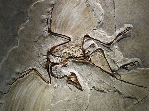 The World's Oldest Bird Fossil | The Institute for Creation Research