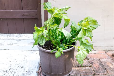 Homemade Shiso Pesto 大葉ジェノベーゼ • Just One Cookbook