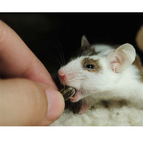 Pet Rat Overgrown Teeth (Trimming, Caring And Tips) - Rodent Friends