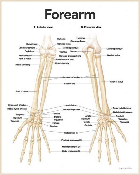 Skeletal System Anatomy and Physiology | Skeletal system anatomy, Human ...